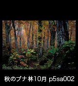 世界自然遺産「白神山地」の秋　ブナ原生林 大木の黄葉紅葉　10月　p5sa002