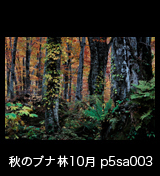 世界自然遺産「白神山地」の秋　ブナ原生林 大木の黄葉紅葉　10月　p5sa003
