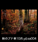 世界自然遺産「白神山地」の秋　ブナ原生林 黄葉紅葉　10月　p5sa004