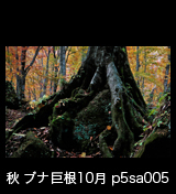 世界自然遺産「白神山地」秋のブナ原生林 岩を抱く巨大なブナの根　黄葉紅葉　10月　p5sa005