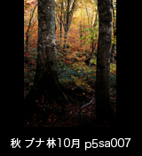 世界自然遺産「白神山地」の秋　黄葉紅葉するブナ原生林　縦　10月　p5sa007
