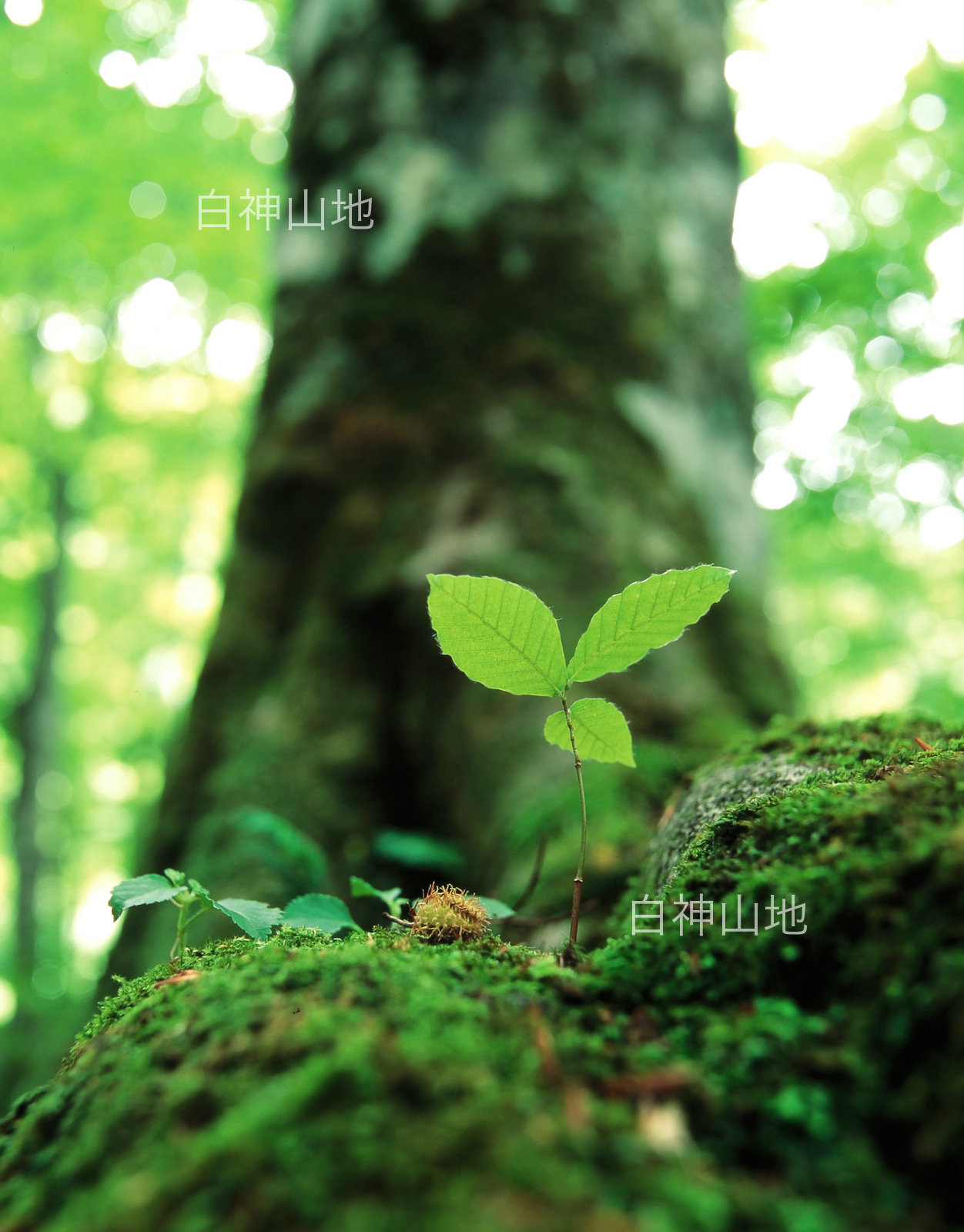 世界自然遺産「白神山地」ブナ大木の根元に芽吹いた幼木　縦　6月　p5p4b017