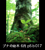 世界自然遺産「白神山地」ブナ大木の根元に芽吹いた幼木　縦　6月　p5p4b017