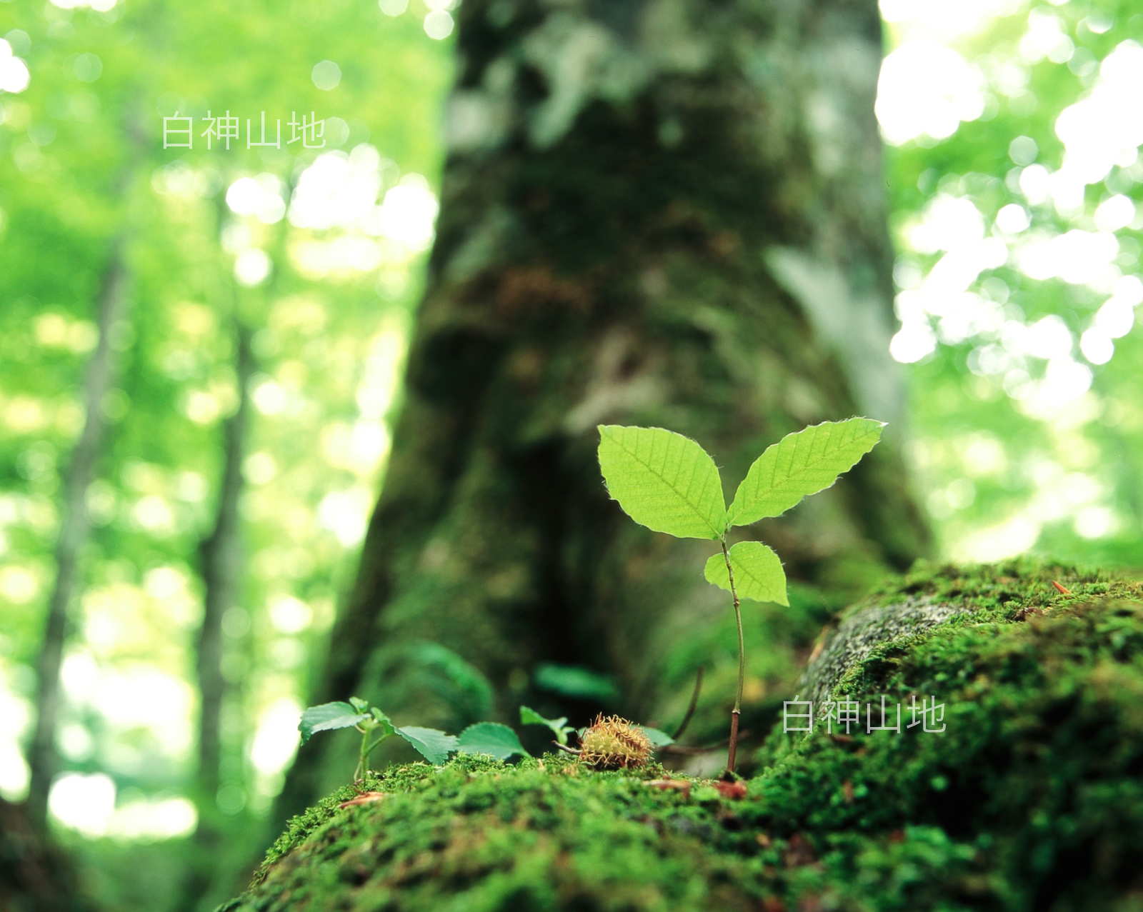 界自然遺産「白神山地」ブナ大木の根元に芽吹いた幼木　6月　p5p4b018