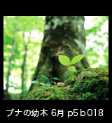 界自然遺産「白神山地」ブナ大木の根元に芽吹いた幼木　6月　p5p4b018