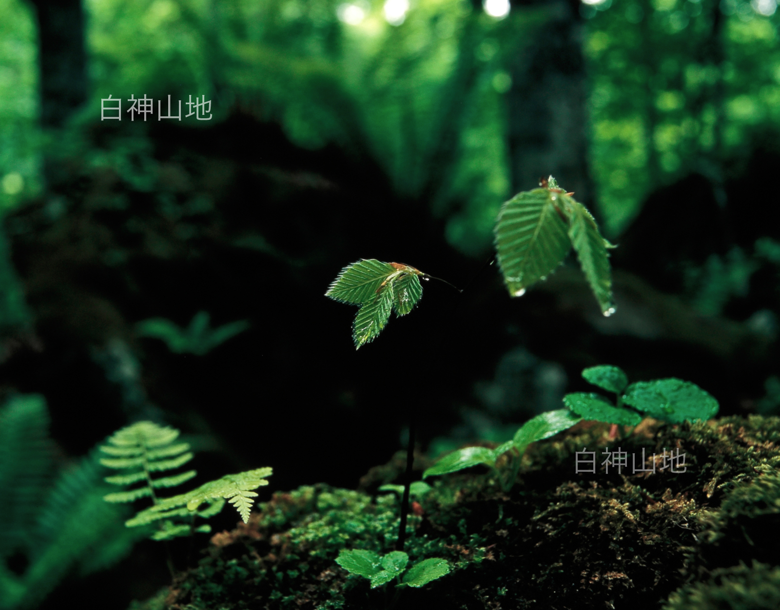 世界自然遺産「白神山地」薄暗い森に芽吹いたブナの幼木　6月　p5p4b019