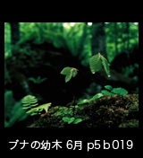 世界自然遺産「白神山地」薄暗い森に芽吹いたブナの幼木　6月　p5p4b019