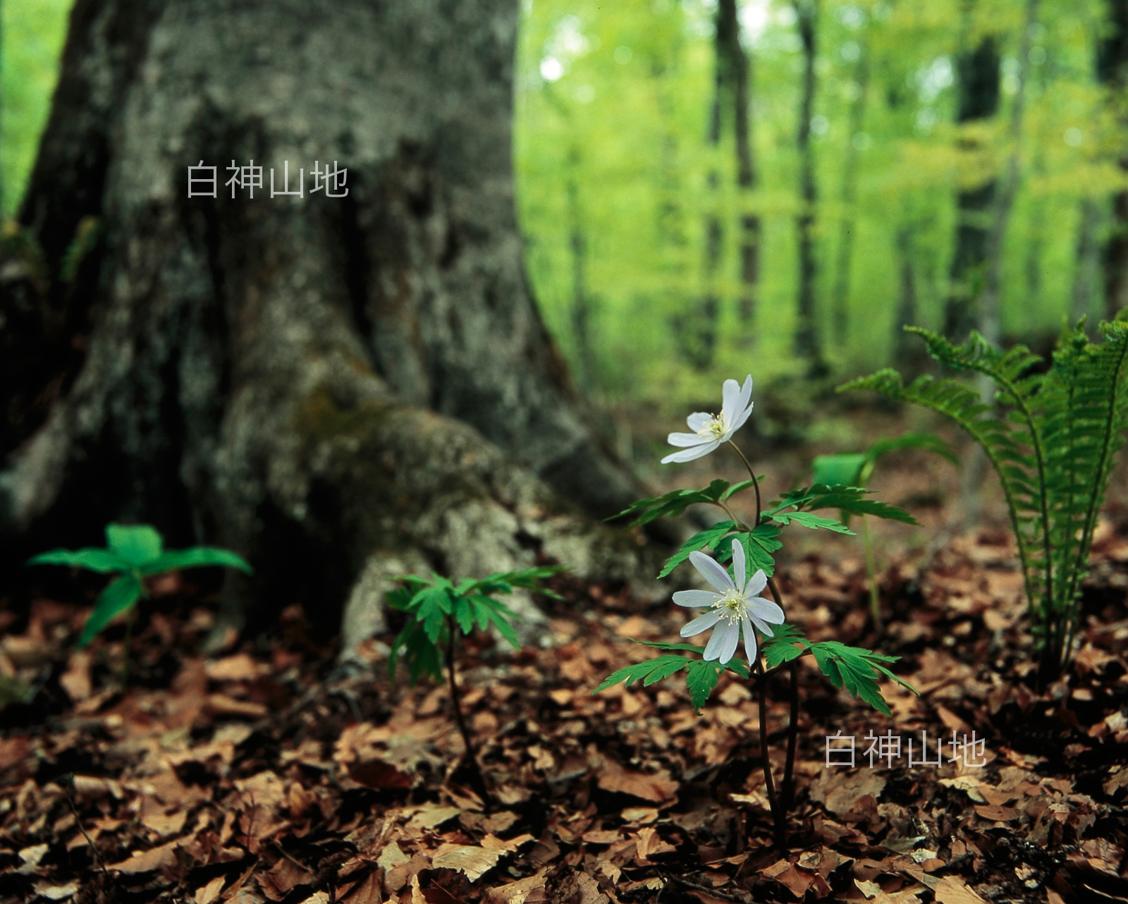 世界自然遺産「白神山地」ブナ大木の根元に咲くキクザキイチゲの花　5月　p5p4b020