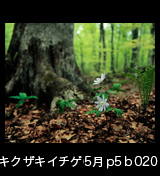 世界自然遺産「白神山地」ブナ大木の根元に咲くキクザキイチゲの花　5月　p5p4b020