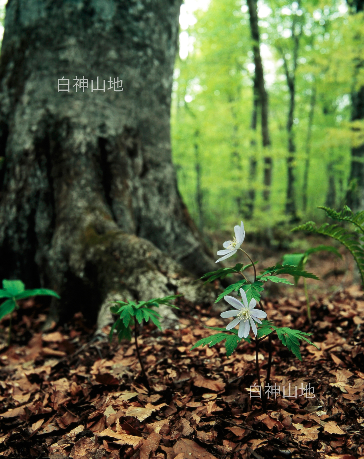 世界自然遺産「白神山地」ブナの木根元に咲くキクザキイチゲの花　縦　5月