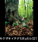 世界自然遺産「白神山地」ブナの木根元に咲くキクザキイチゲの花　縦　5月　p5p4b021