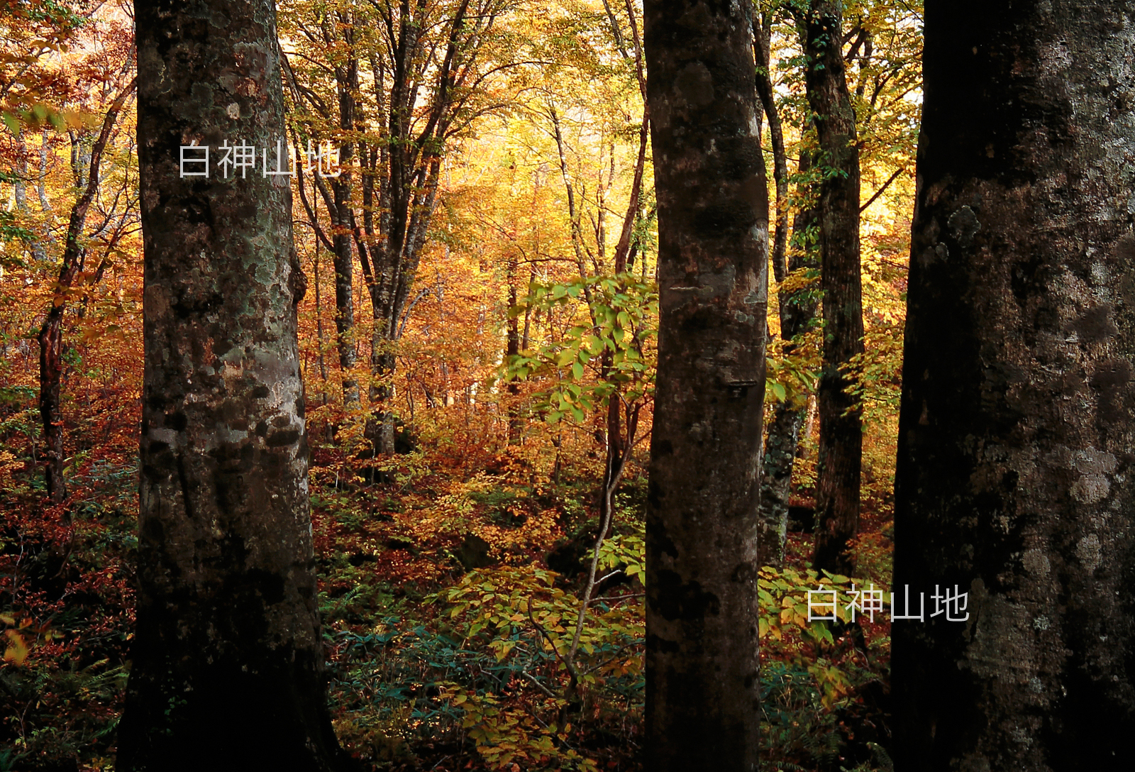 世界自然遺産「白神山地」の秋　ブナ原生林の黄葉紅葉　10月　p5sa001