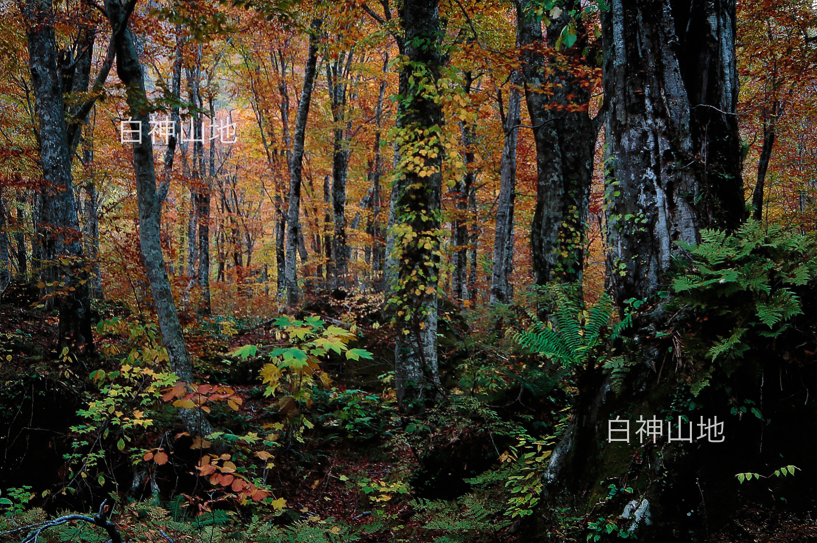 世界自然遺産「白神山地」の秋　ブナ原生林 大木の黄葉紅葉　10月　p5sa002