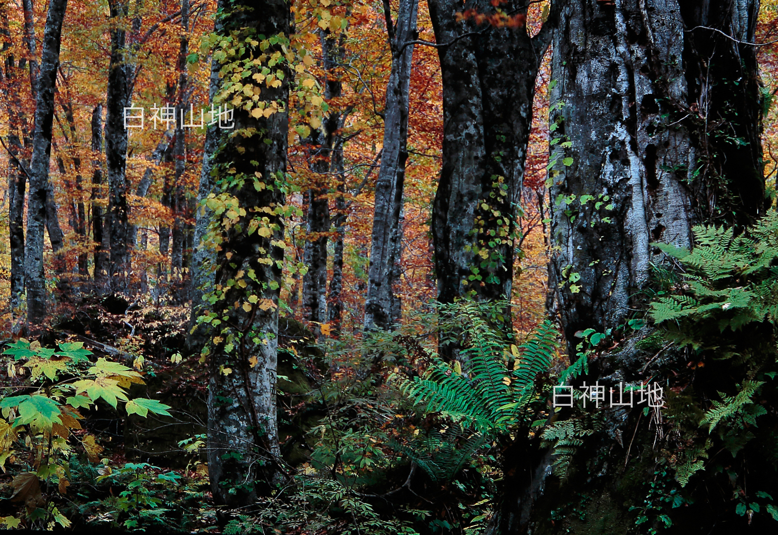 世界自然遺産「白神山地」の秋　ブナ原生林 大木の黄葉紅葉　10月　p5sa003