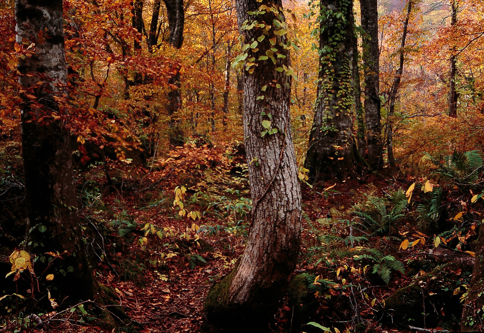 世界自然遺産「白神山地」ブナ原生林 黄葉紅葉　10月　p5sa004