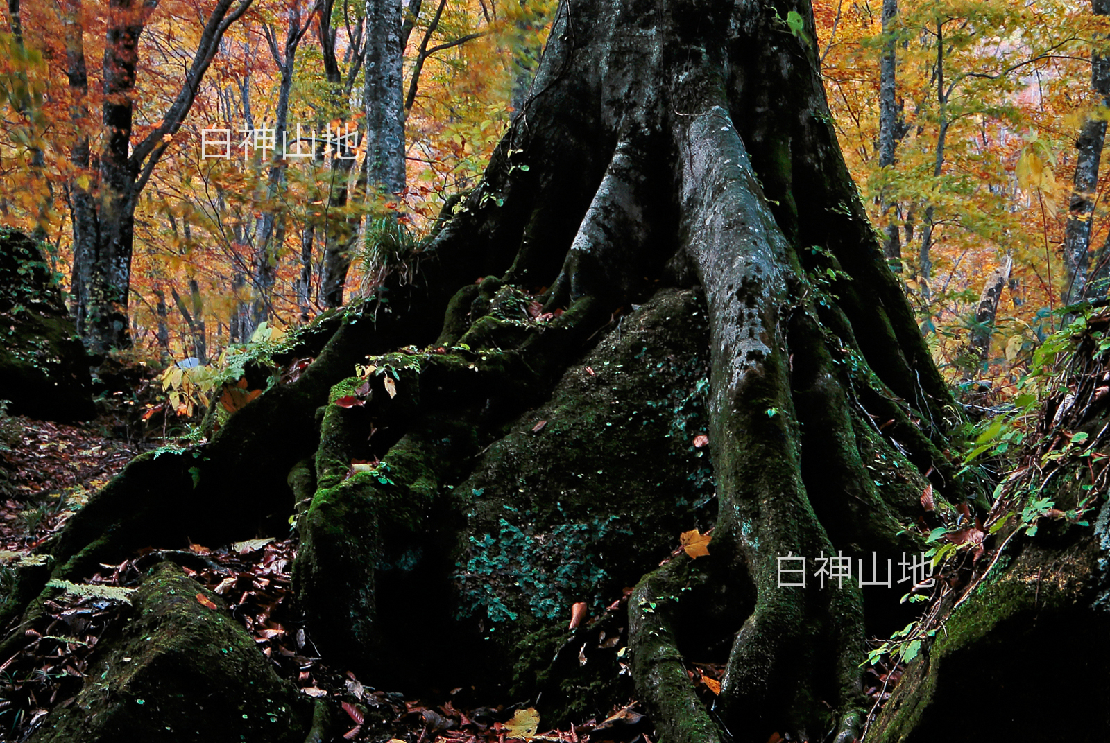 世界自然遺産「白神山地」秋のブナ原生林 岩を抱く巨大なブナの根　黄葉紅葉　10月　p5sa005