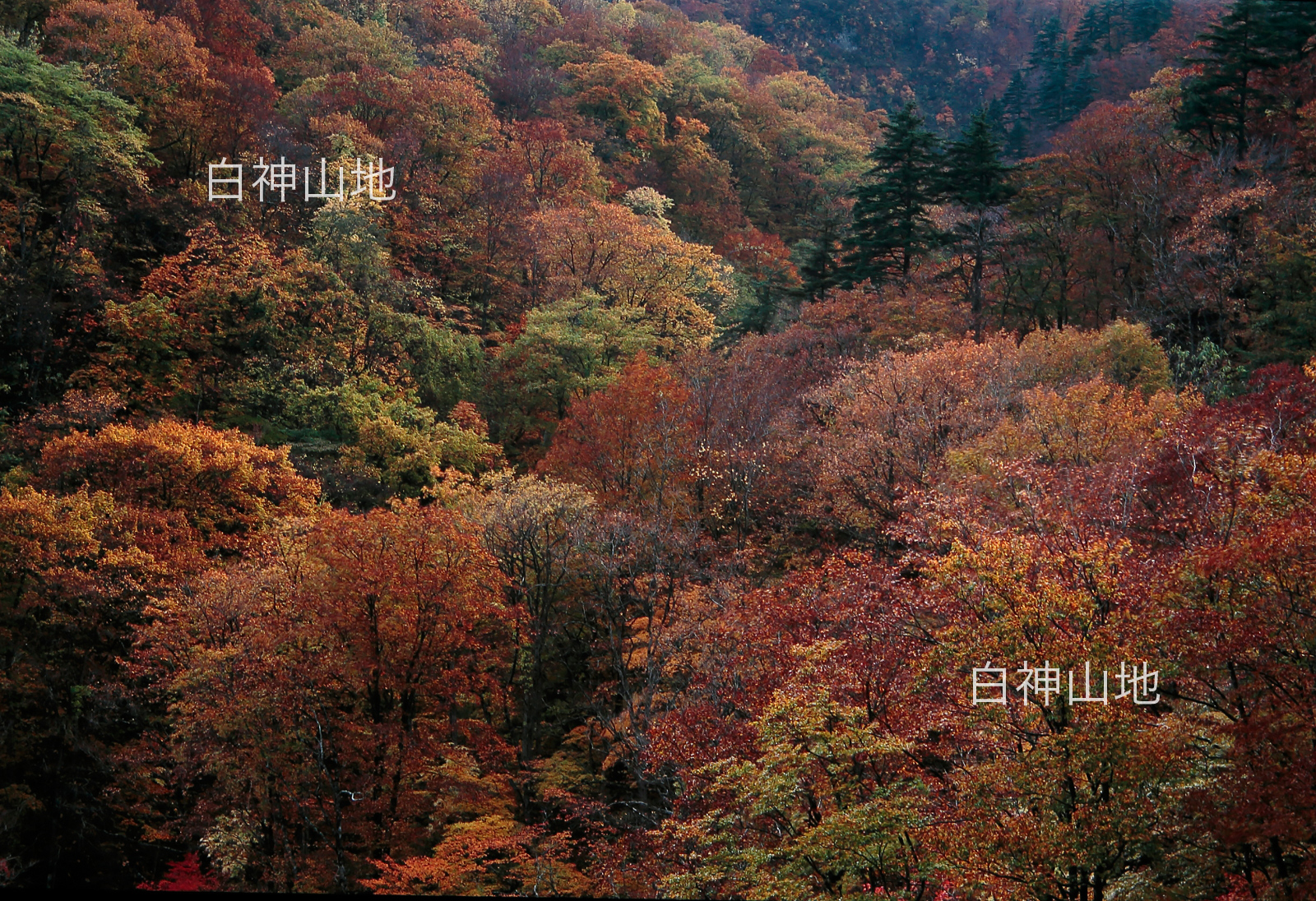 世界自然遺産「白神山地」黄葉紅葉する秋の山並み　10月　p5sa006