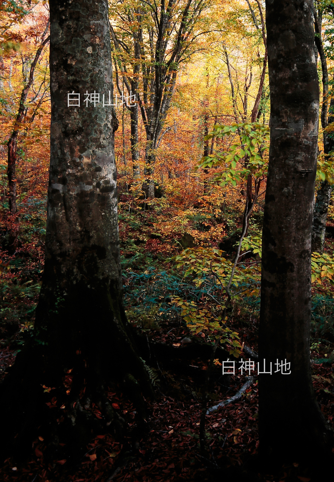 世界自然遺産「白神山地」の秋　黄葉紅葉するブナ原生林　10月　p5sa007