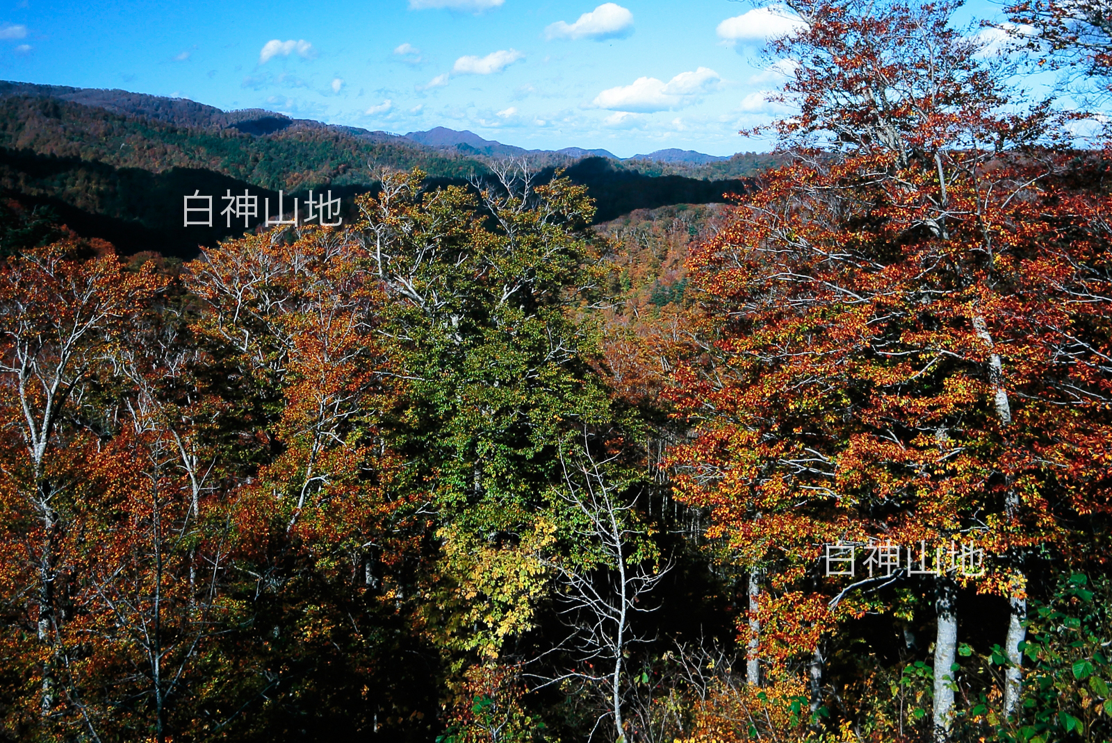 世界自然遺産「白神山地」黄葉紅葉する秋の山並み　10月　p5sa008