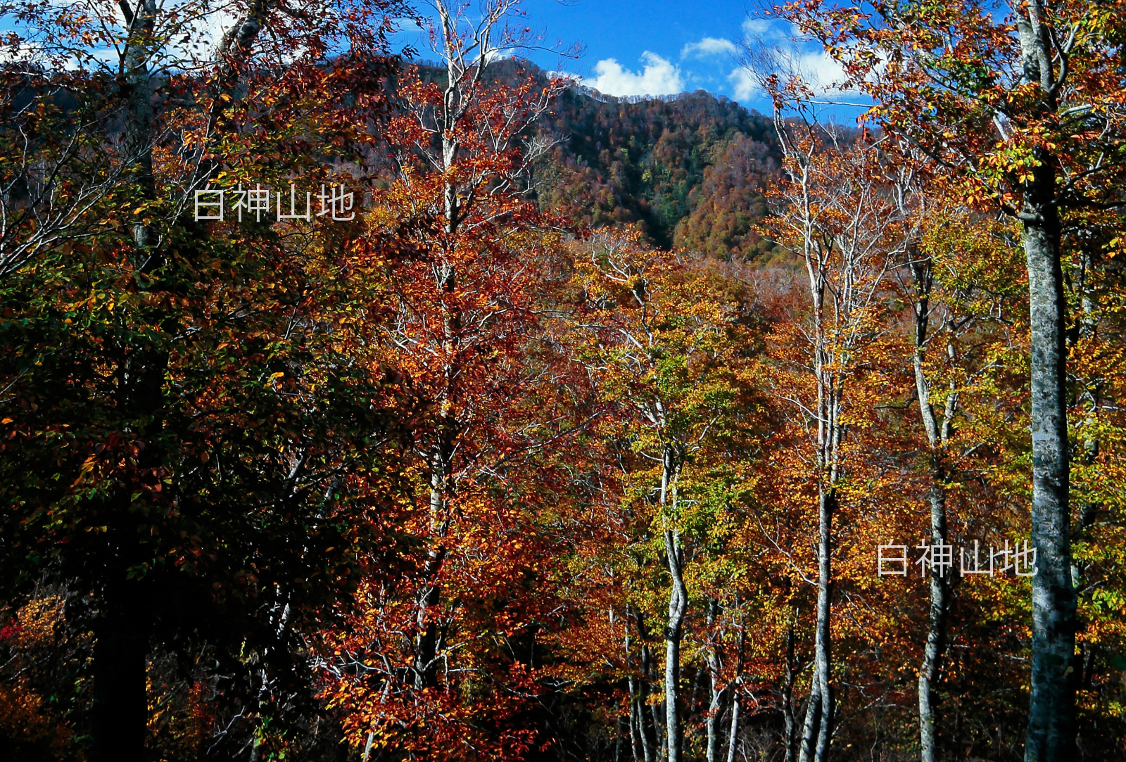 世界自然遺産「白神山地」黄葉紅葉する秋の山並み　10月　p5sa009