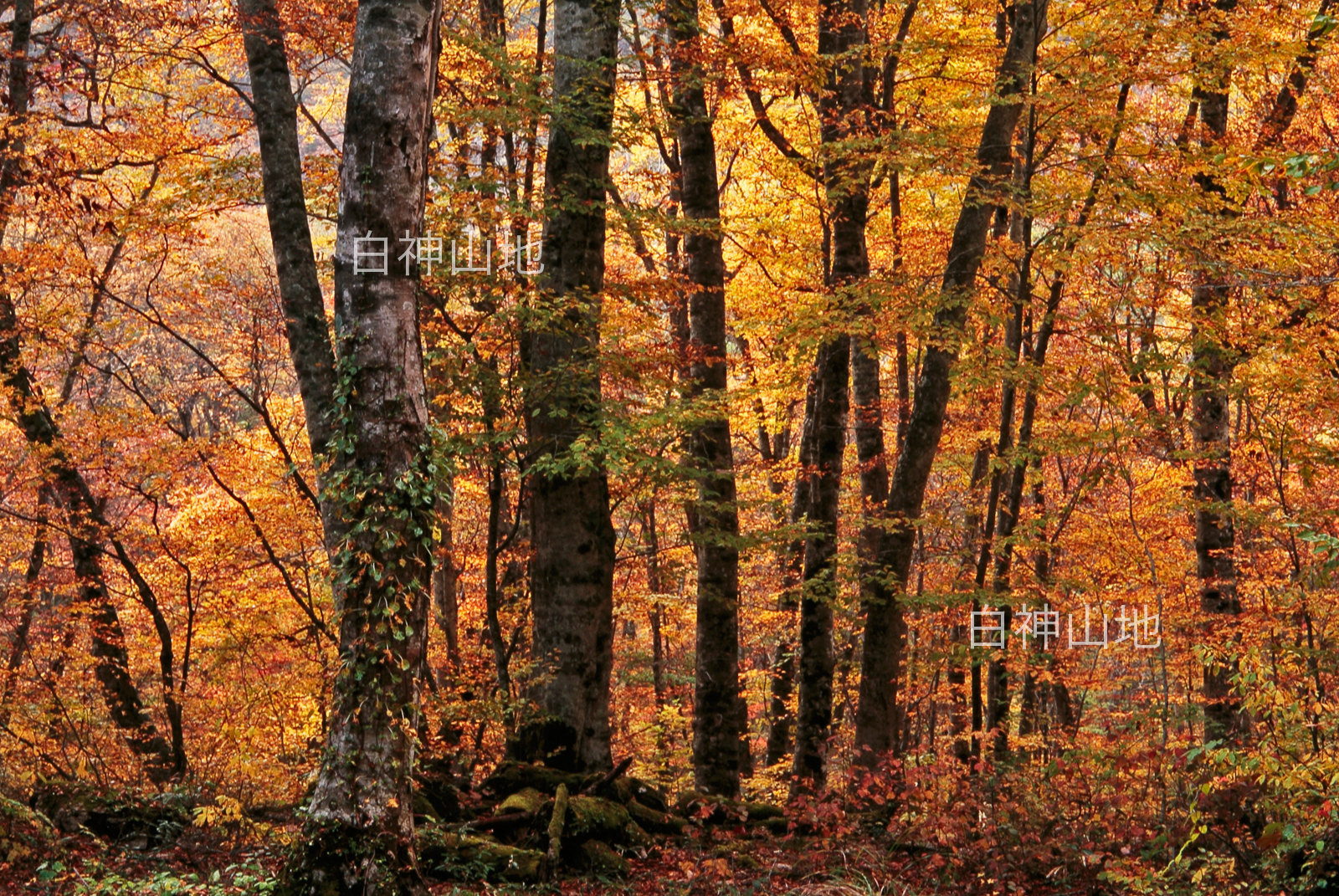 世界自然遺産「白神山地」の秋　黄葉するブナ林　10月　p5sa010