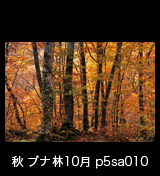 世界自然遺産「白神山地」の秋　黄葉するブナ林　10月　p5sa010