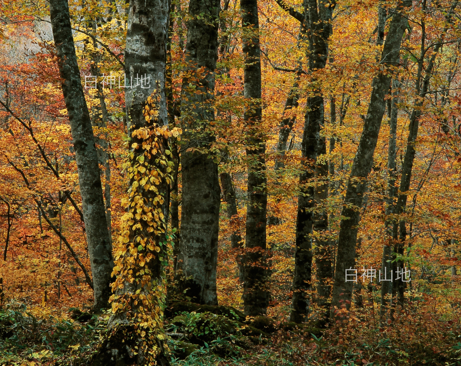 世界自然遺産「白神山地」黄葉するブナ林　10月　p5sa011