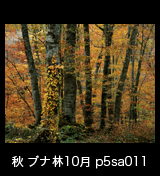 世界自然遺産「白神山地」黄葉するブナ林　10月　p5sa011