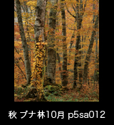世界自然遺産「白神山地」黄葉するブナ林　縦　10月　p5sa012