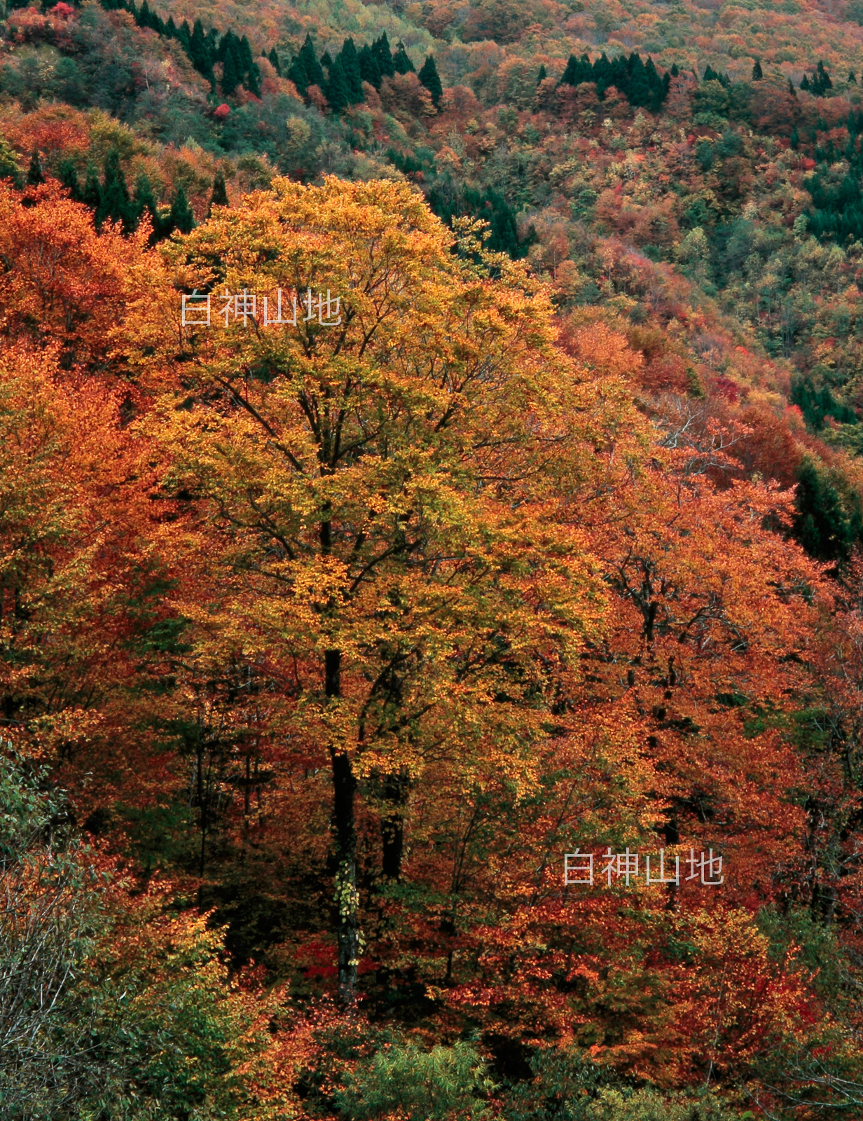 世界自然遺産「白神山地」の秋　山並みを背景に黄葉したブナの大木　縦　10月　p5sa013