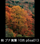 世界自然遺産「白神山地」の秋　山並みを背景に黄葉したブナの大木　縦　10月　p5sa013