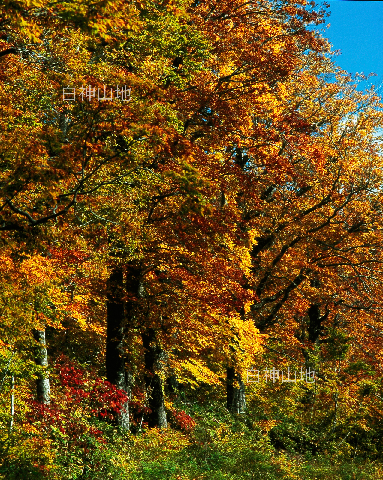 世界自然遺産「白神山地」の秋　青空を背景に黄葉したブナの大木　縦　10月　p5sa014