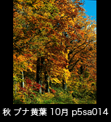 世界自然遺産「白神山地」の秋　青空を背景に黄葉したブナの大木　縦　10月　p5sa014