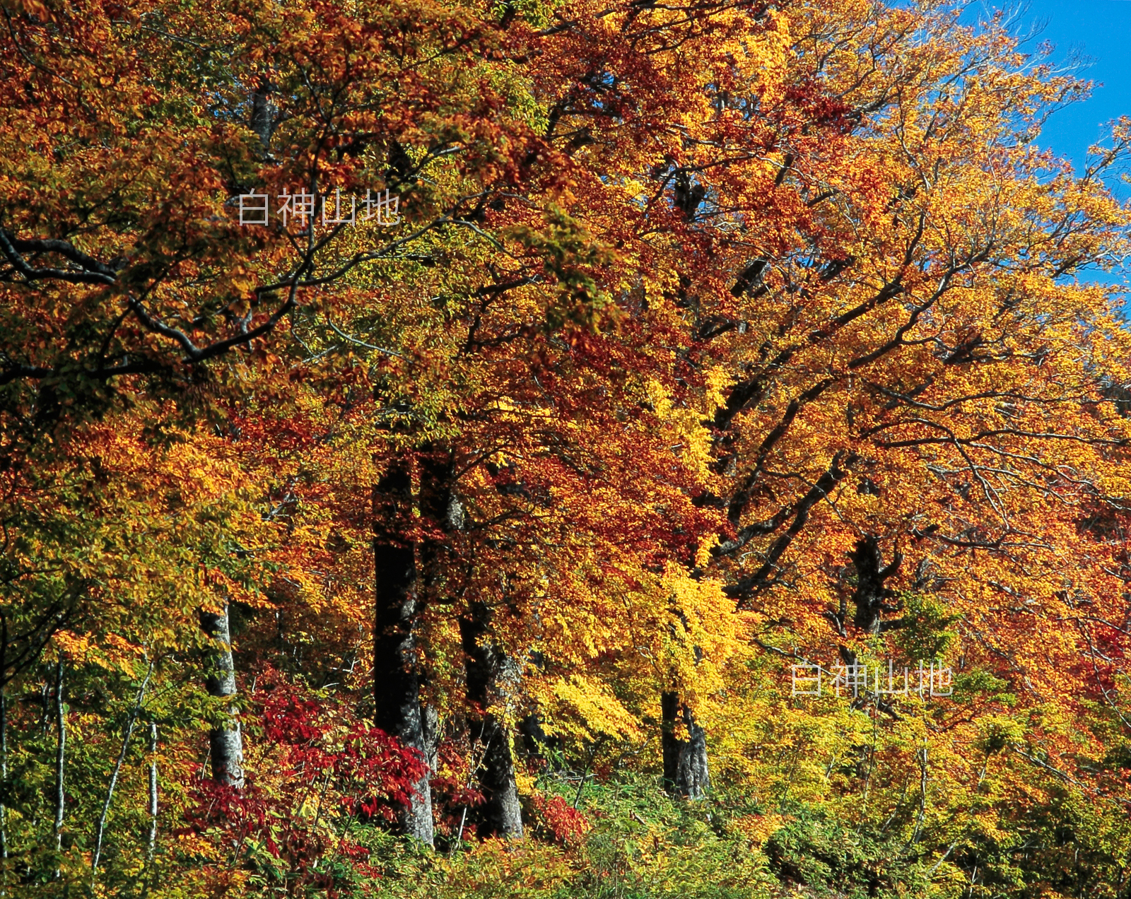 世界自然遺産「白神山地」の秋　青空を背景に黄葉したブナの大木　10月　p5sa015