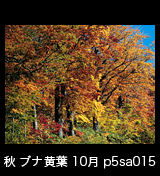 世界自然遺産「白神山地」の秋　青空を背景に黄葉したブナの大木　10月　p5sa015
