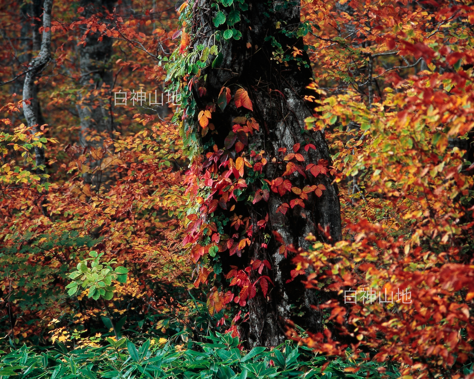 世界自然遺産「白神山地」の秋　老木に絡みつき鮮やかに紅葉した蔦漆　10月　p5sa016