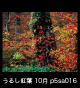 世界自然遺産「白神山地」の秋　老木に絡みつき鮮やかに紅葉した蔦漆　10月　p5sa016