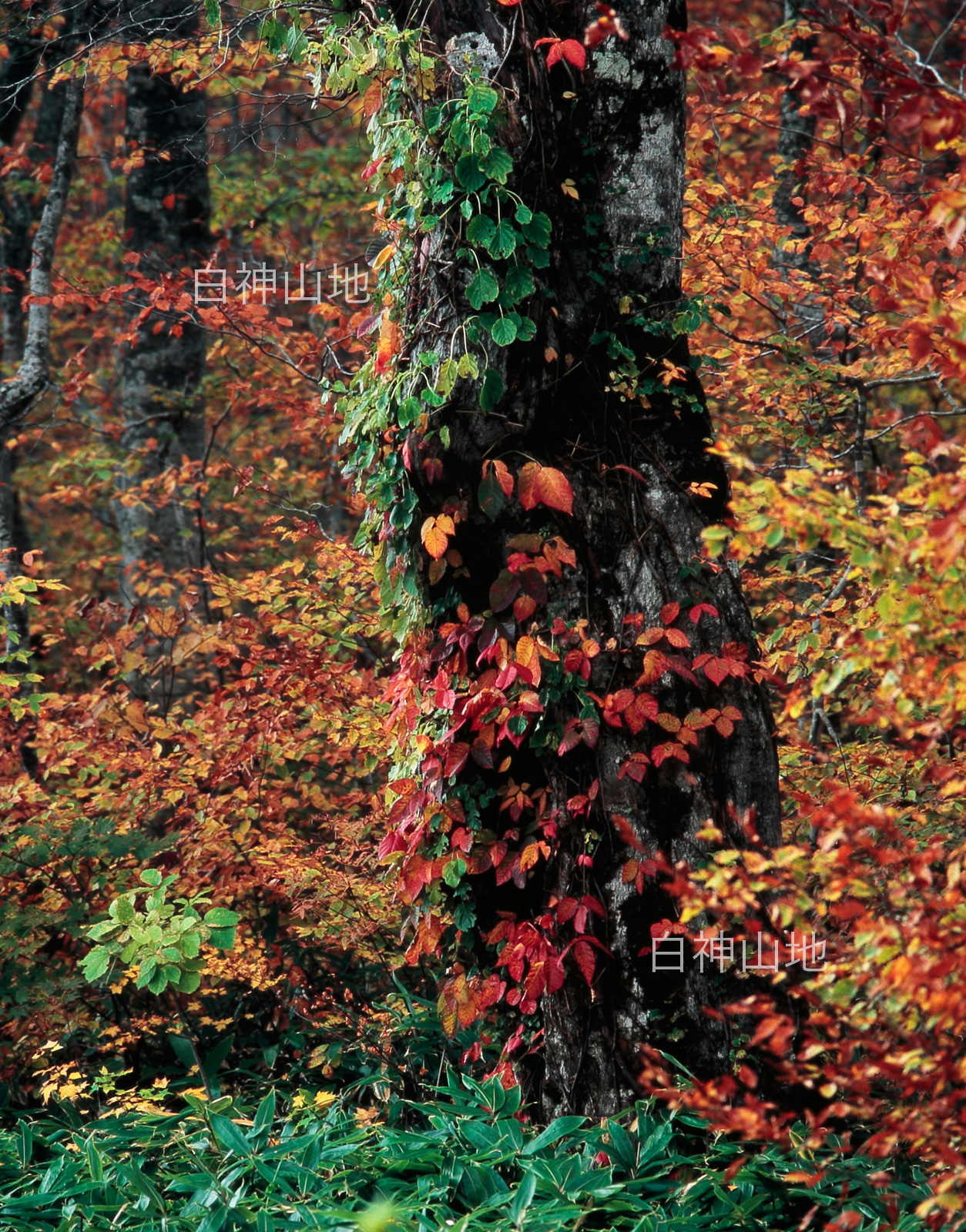 世界自然遺産「白神山地」の秋　老木に絡みつき鮮やかに紅葉した蔦漆　縦　10月　p5sa017