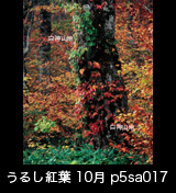 世界自然遺産「白神山地」の秋　老木に絡みつき鮮やかに紅葉した蔦漆　縦　10月　p5sa017