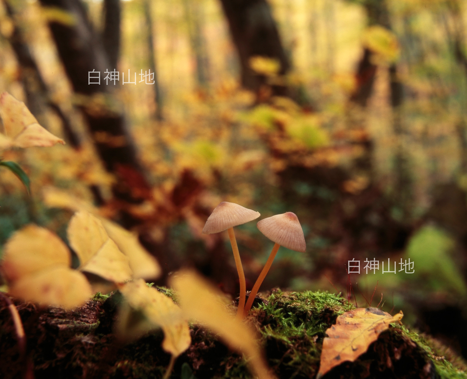 世界自然遺産「白神山地」の秋　黄葉したブナ林に生えるキノコ　10月　p5sa018
