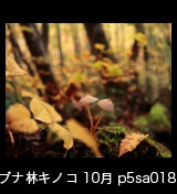 世界自然遺産「白神山地」の秋　黄葉したブナ林に生えるキノコ　10月　p5sa018