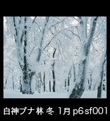 冬の世界自然遺産「白神山地」　綿雪に埋もれたブナの大木　1月　p6sf001sa001