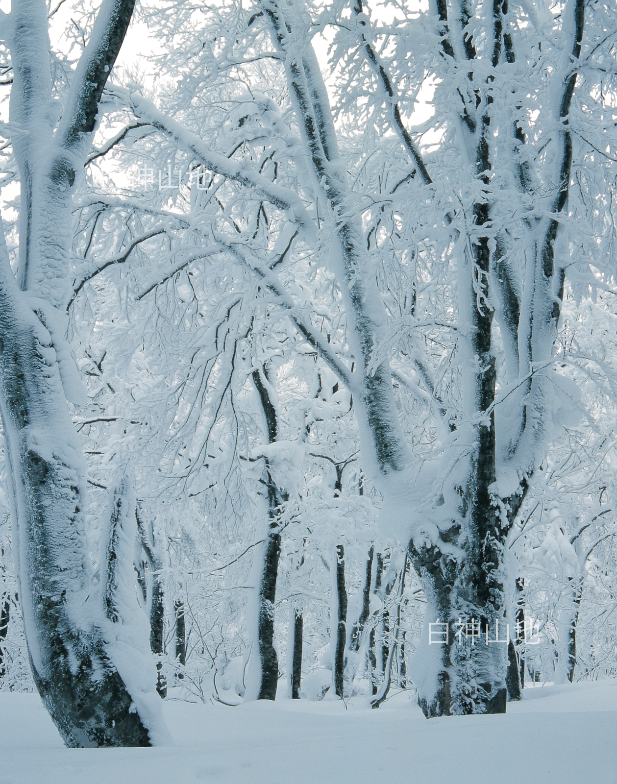 冬の世界自然遺産「白神山地」　綿雪に埋もれたブナの大木　1月　p6sf002