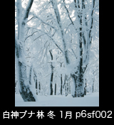冬の世界自然遺産「白神山地」　綿雪に埋もれたブナの大木　1月　p6sf002