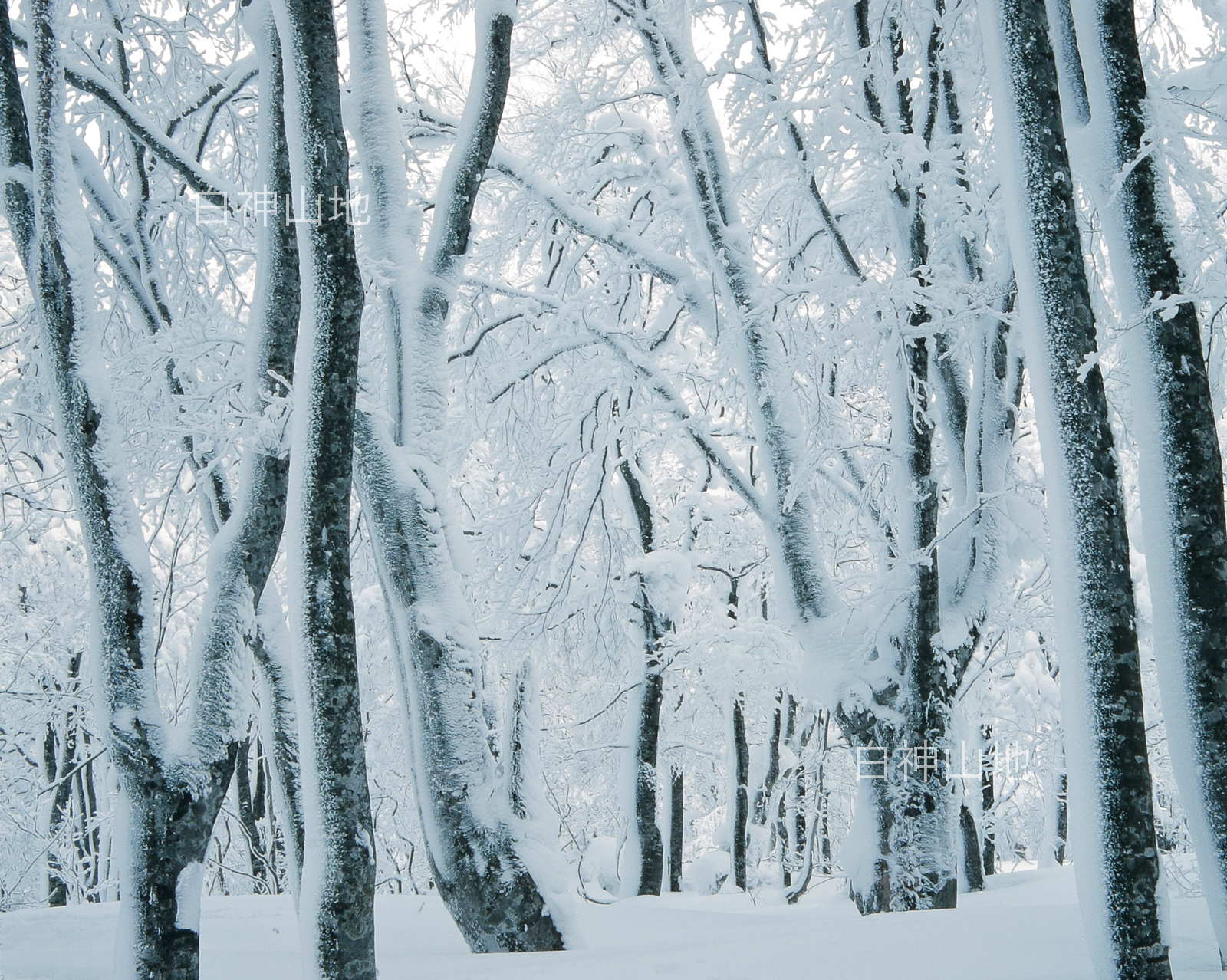 冬の世界自然遺産「白神山地」　綿雪に埋もれたブナ林　1月　p6sf003