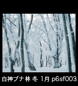 冬の世界自然遺産「白神山地」　綿雪に埋もれたブナ林　1月　p6sf003