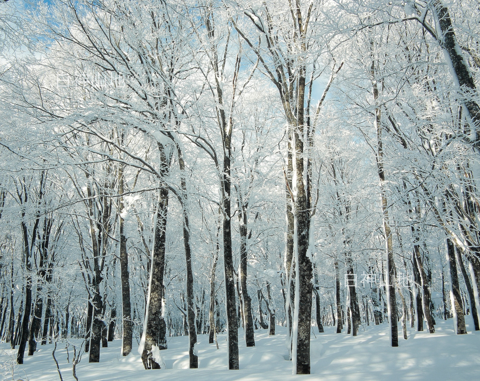 冬の世界自然遺産「白神山地」　氷結したブナ林　1月　p6sf004