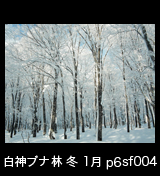 冬の世界自然遺産「白神山地」　氷結したブナ林　1月　p6sf004