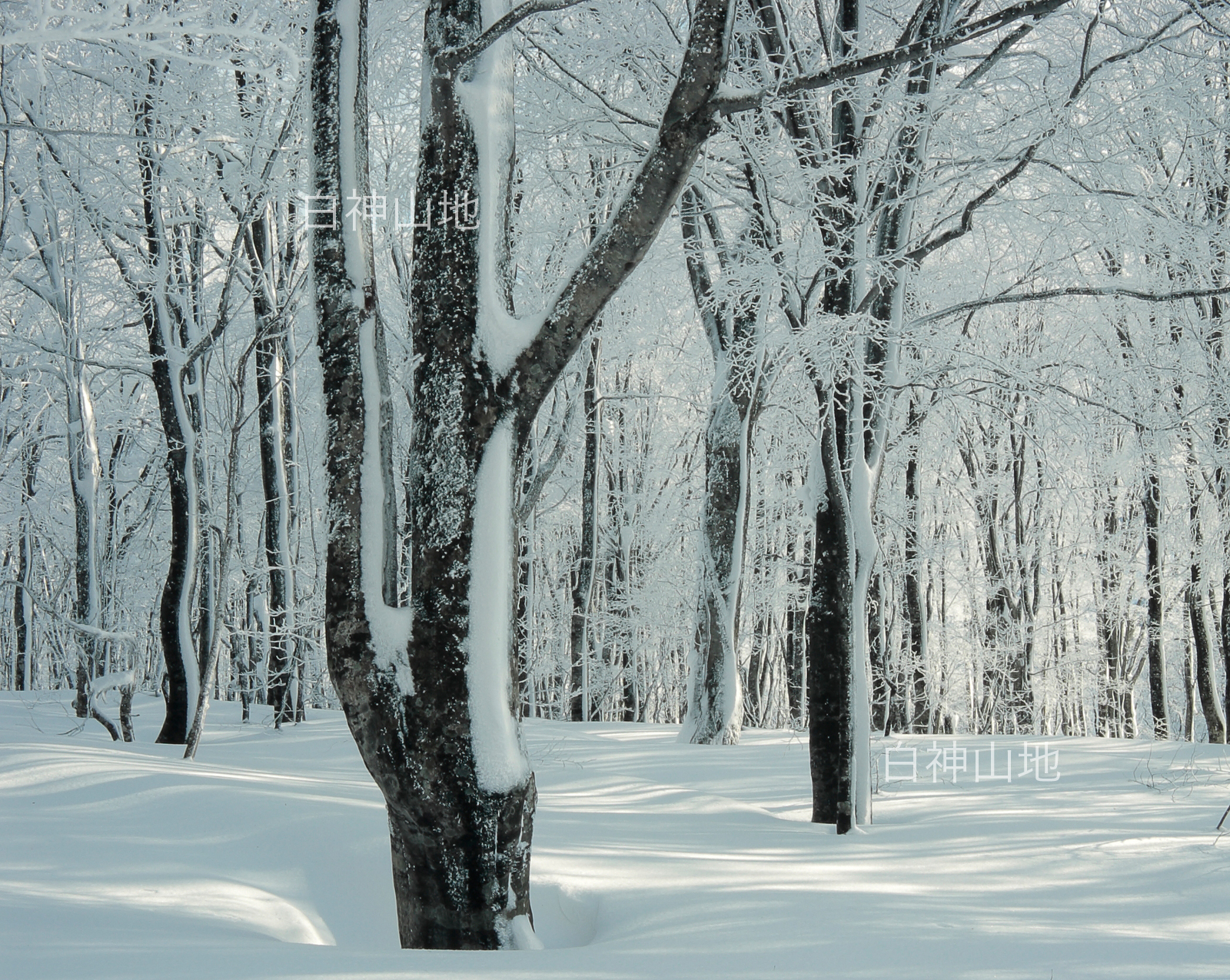 冬の世界自然遺産「白神山地」　日が差している氷結したブナ林　1月　p6sf005