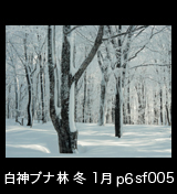 冬の世界自然遺産「白神山地」　日が差している氷結したブナ林　1月　p6sf005
